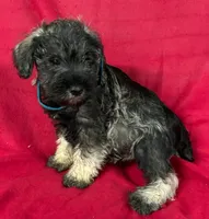 Male schnauzer 1, a male Miniature Schnauzer for sale in Avon, IL – 2 of 2