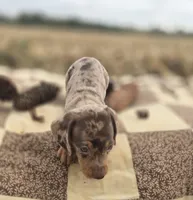 Female Dapple Miniature Dachshund , a female Miniature Dachshund for sale in Avon, IL – 5 of 6