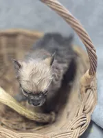 Pomeranian Male 1, a male Pomeranian for sale in Avon, IL – Photo 4 of 5