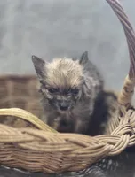 Pomeranian Male 1, a male Pomeranian for sale in Avon, IL – Photo 2 of 5