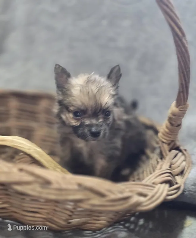 Pomeranian Male 1 – Pomeranian puppy for sale in Avon, IL