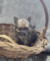 Pomeranian Male 1, a male Pomeranian for sale in Avon, IL – Photo 1 of 5