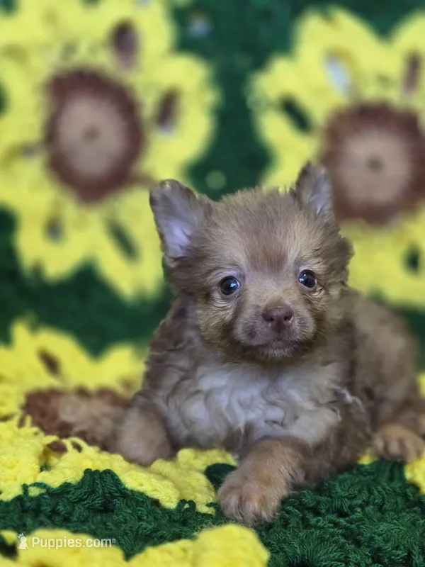 Pomeranian Male 1 – Pomeranian puppy for sale in Avon, IL