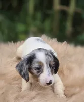 Longhaired Dapple Piebald Female , a female Miniature Dachshund for sale in Avon, IL – 2 of 5