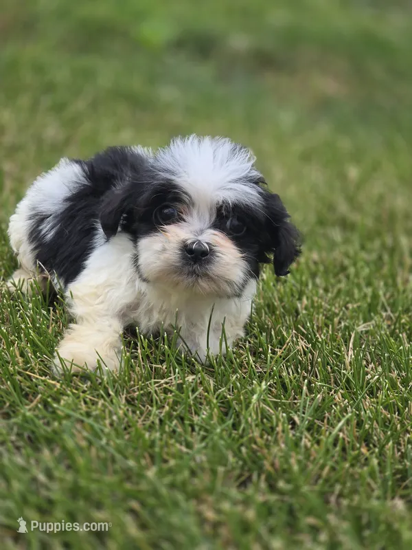 Teddy Bear Male 2 – Bichon Frise, Shih Tzu puppy for sale in Avon, IL