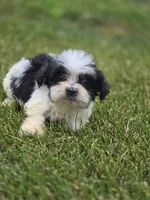 Teddy Bear Male 2, a male Bichon Frise and Shih Tzu for sale in Avon, IL – 1 of 5