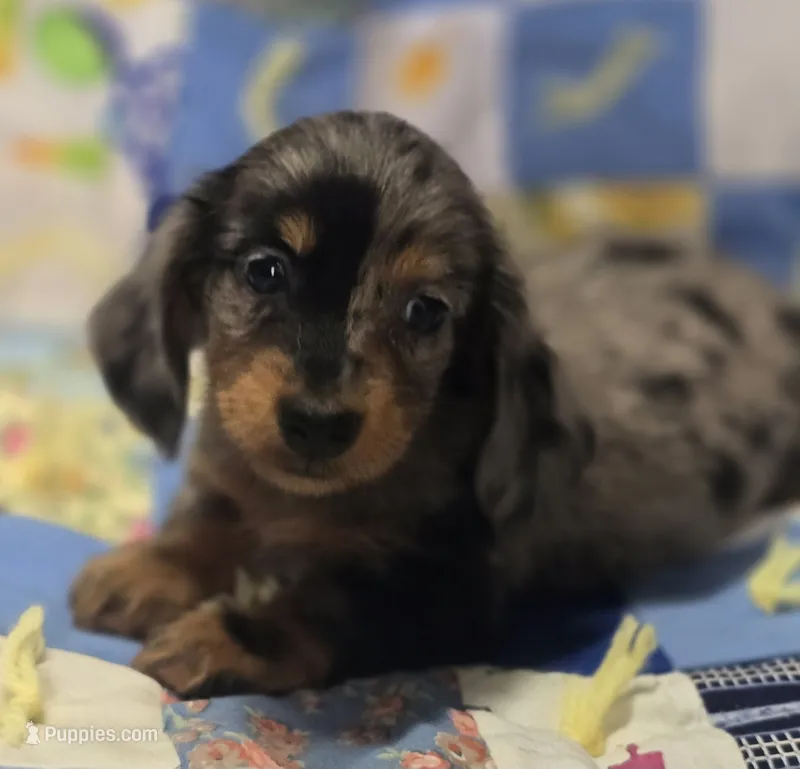 Male Dapple Longhaired Miniature Dachshund  – Miniature Dachshund puppy for sale in Avon, IL