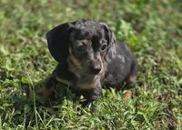 Dapple Male 1, a male Miniature Dachshund for sale in Avon, IL – 3 of 6