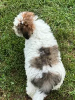 Male Schnoodle , a male Schnoodle for sale in Avon, IL – 2 of 5