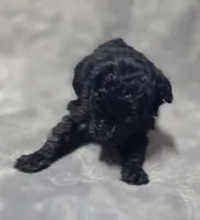 Toy Poodle Female , a female Poodle - Toy  for sale in Avon, IL – Photo 1 of 5