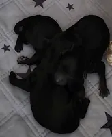 Toy Poodle Female , a female Poodle - Toy  for sale in Avon, IL – Photo 3 of 5