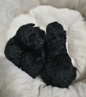 Toy Poodle Female , a female Poodle - Toy  for sale in Avon, IL – Photo 5 of 5