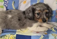 Female Dapple Longhaired Miniature Dachshund , a female Miniature Dachshund for sale in Avon, IL – 1 of 5