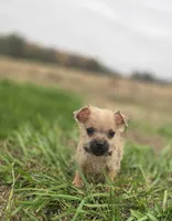Male Cairn Terrier 3, a male Cairn Terrier for sale in Avon, IL – 5 of 5