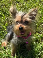 Female Yorkie , a female Yorkshire Terrier for sale in Avon, IL – 2 of 3