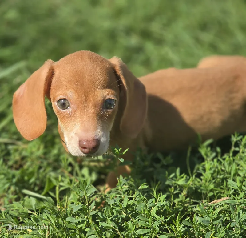 Miniature Dachshund Female with Blue Eyes  – Miniature Dachshund puppy for sale in Avon, IL