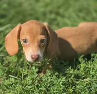 Miniature Dachshund Female , a female Miniature Dachshund for sale in Avon, IL – 1 of 8
