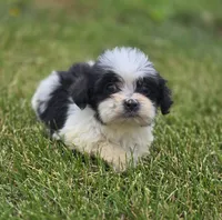 Teddy Bear Male 2, a male Bichon Frise and Shih Tzu for sale in Avon, IL – 5 of 5