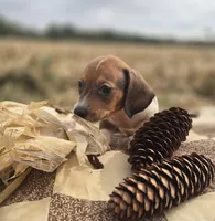 Male 3 Miniature Dachshund , a male Miniature Dachshund for sale in Avon, IL – 3 of 5