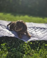 Longhaired Chocolate and Tan Female , a female Miniature Dachshund for sale in Avon, IL – 2 of 5
