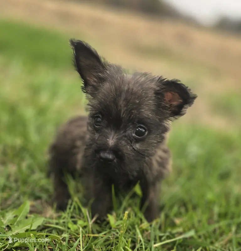 Male Cairn Terrier 1 – Cairn Terrier puppy for sale in Avon, IL