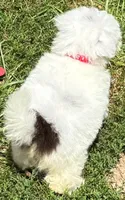 Female Schnoodle , a female Schnoodle for sale in Avon, IL – 2 of 3