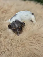 Longhaired Dapple Piebald Female , a female Miniature Dachshund for sale in Avon, IL – 3 of 3
