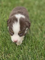 Mini Aussie  Male 4, a male Miniature Australian Shepherd for sale in Avon, IL – 3 of 4