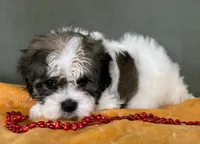 Female 2 Teddy Bear , a female Bichon Frise and Shih Tzu for sale in Avon, IL – Photo 3 of 3