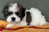 Female 2 Teddy Bear , a female Bichon Frise and Shih Tzu for sale in Avon, IL – Photo 1 of 3