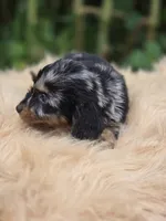 Longhaired Silver Dapple Male , a male Miniature Dachshund for sale in Avon, IL – 5 of 6