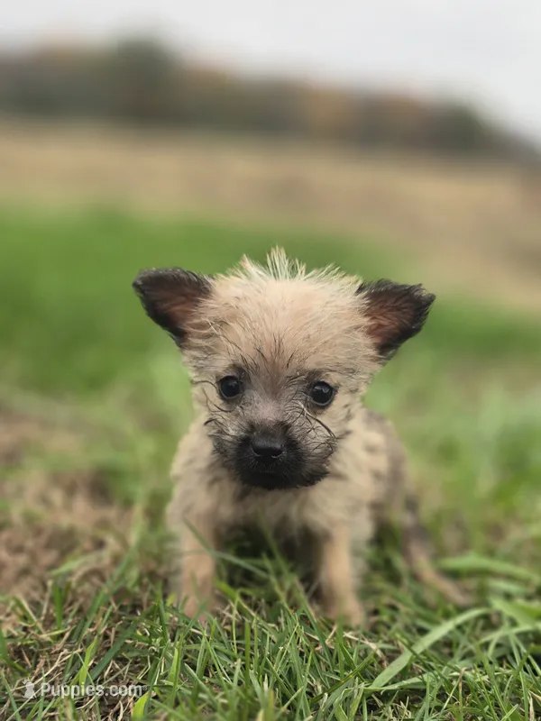 Female Cairn Terrier  – Cairn Terrier puppy for sale in Avon, IL