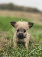 Female Cairn Terrier , a female Cairn Terrier for sale in Avon, IL – 1 of 5