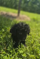 Black Male Toy Poodle , a male Poodle - Toy  for sale in Avon, IL – 2 of 4