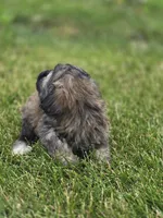 Teddy Bear Male 3, a male Bichon Frise and Shih Tzu for sale in Avon, IL – 4 of 5