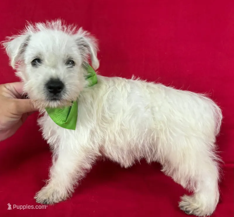 Male 3 Westie  – West Highland White Terrier puppy for sale in Avon, IL