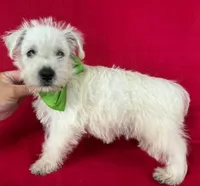 Male 3 Westie , a male West Highland White Terrier for sale in Avon, IL – 1 of 2