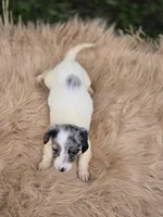 Longhaired Dapple Piebald Female , a female Miniature Dachshund for sale in Avon, IL – 5 of 5