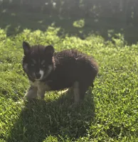 Siberian Husky Female 1, a female Siberian Husky for sale in Avon, IL – 2 of 4
