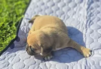 Female Puggle , a female Puggle for sale in Avon, IL – 2 of 4