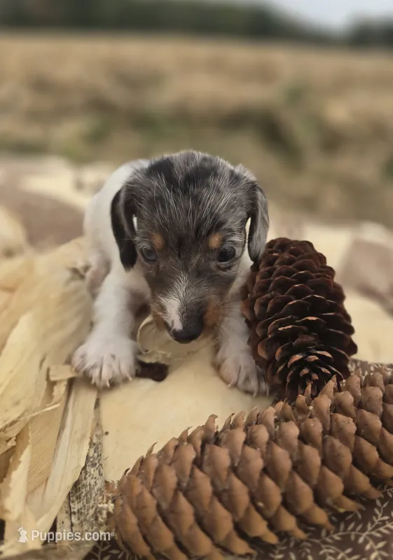Male Dapple Piebald Miniature Dachshund  – Miniature Dachshund puppy for sale in Avon, IL