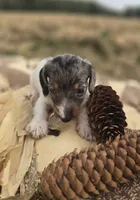 Male Dapple Piebald Miniature Dachshund , a male Miniature Dachshund for sale in Avon, IL – 1 of 5