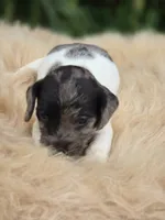 Dapple Piebald Female , a female Miniature Dachshund for sale in Avon, IL – 4 of 5
