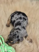 Longhaired Silver Dapple Male , a male Miniature Dachshund for sale in Avon, IL – 3 of 5