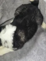 Siberian Husky F3, a female Siberian Husky for sale in Avon, IL – Photo 5 of 5