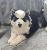 Siberian Husky F3, a female Siberian Husky for sale in Avon, IL – Photo 4 of 5