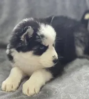 Siberian Husky F3, a female Siberian Husky for sale in Avon, IL – Photo 3 of 5