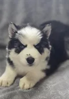 Siberian Husky F3, a female Siberian Husky for sale in Avon, IL – Photo 1 of 5