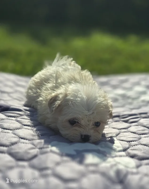 White Female Teddy Bear , a female Bichon Frise and Shih Tzu for sale in Avon, IL – 1 of 3