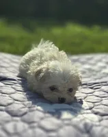 White Female Teddy Bear , a female Bichon Frise and Shih Tzu for sale in Avon, IL – 1 of 3
